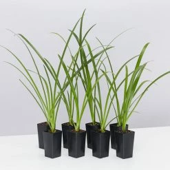 Shrubs Hymenocallis Littoralis