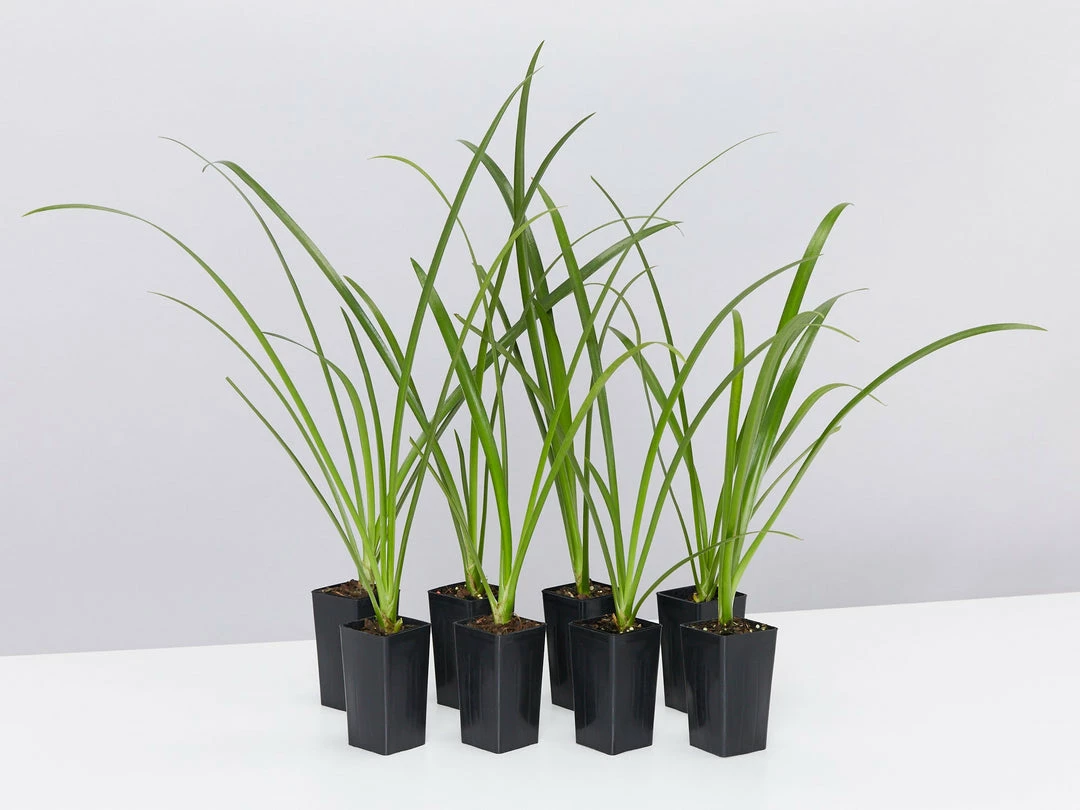 Shrubs Hymenocallis Littoralis 3 Shrubs Hymenocallis Littoralis