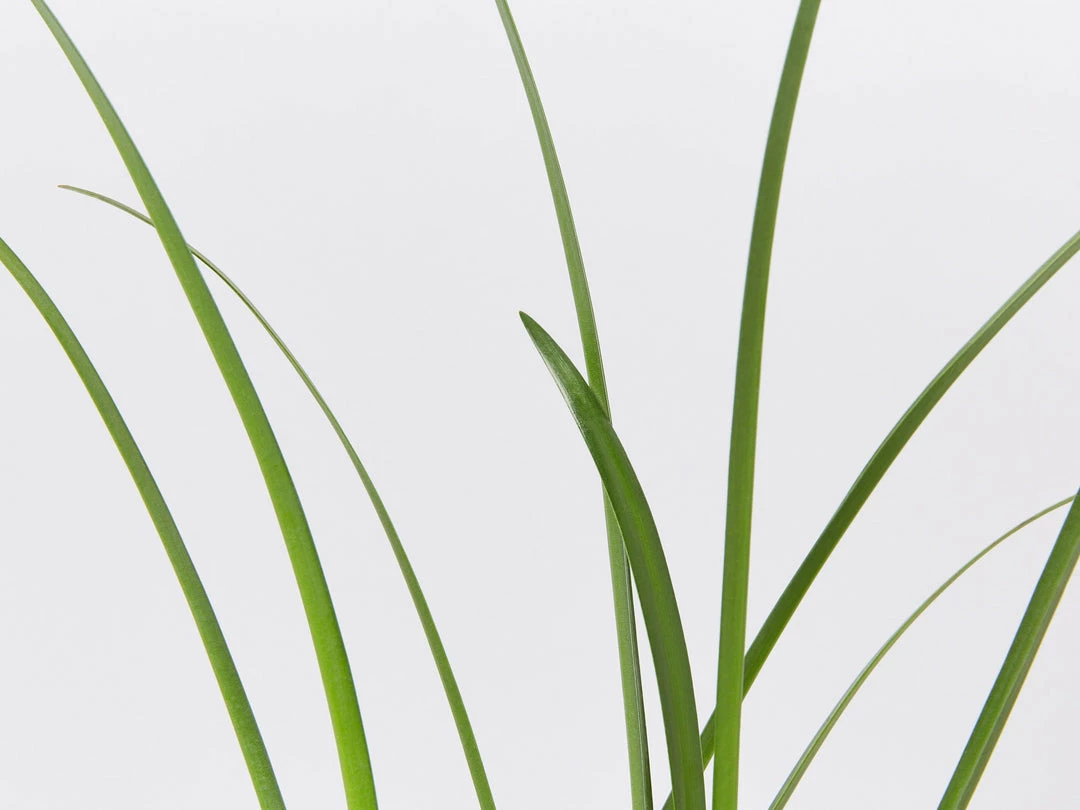 Shrubs Hymenocallis Littoralis 8 Shrubs Hymenocallis Littoralis