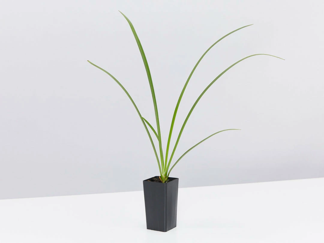 Shrubs Hymenocallis Littoralis 6 Shrubs Hymenocallis Littoralis