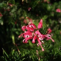Shrubs Grevillea Pink Pearl