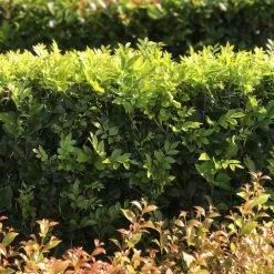 Hedge Murraya Hip-High Shrubs