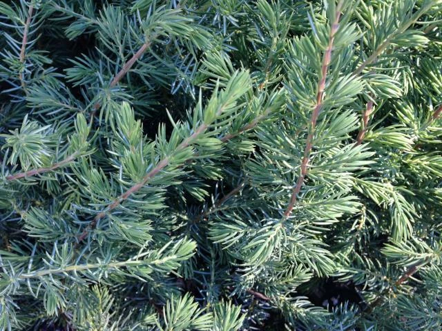 Shrubs Ground Covers Juniperus Conferta 6 Shrubs Ground Covers Juniperus Conferta