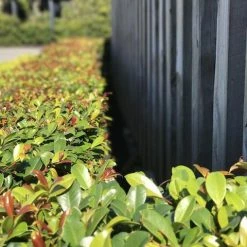 Hedge Syzygium Resilience Lilly Pilly Hedging Pack Hedging Plants