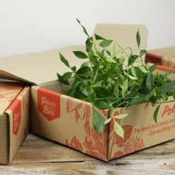 Shrubs Full Sun Pandorea Jasminoides Alba