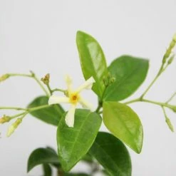 Shrubs Hedging Plants Trachelospermum Yellow Star