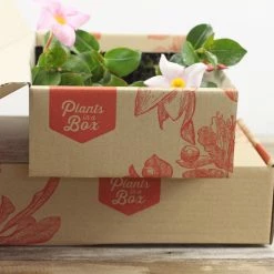 Shrubs Dipladenia Sanderi Rosea Full Sun