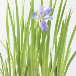 Shrubs Dutch Iris Full Sun