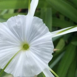 Shrubs Hymenocallis Littoralis