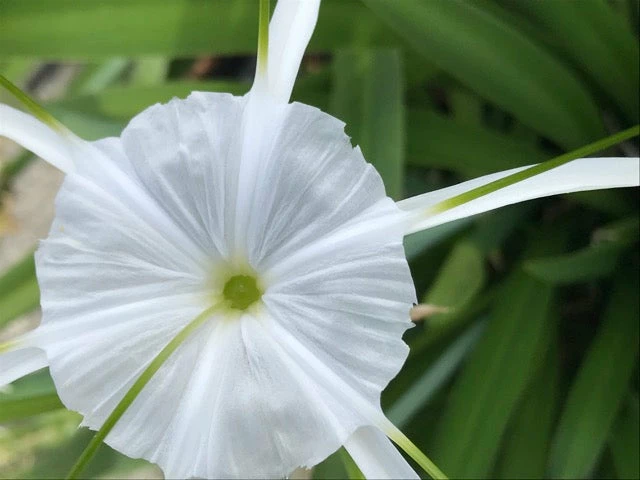 Shrubs Hymenocallis Littoralis 4 Shrubs Hymenocallis Littoralis