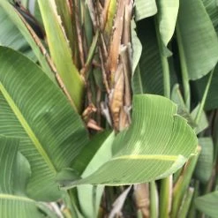 Shrubs Strelitzia Nicolai Giant 'White Bird Of Paradise'