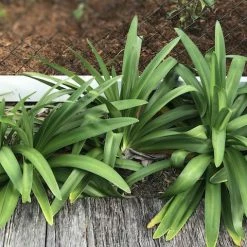 Shrubs Agapanthus Orientalis Blue