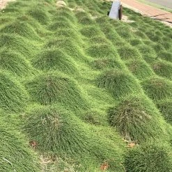 Shrubs Casuarina Glauca Prostrate 'Cousin It'