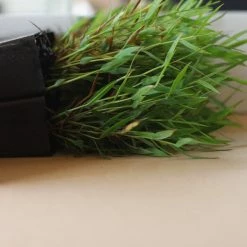 Hedge Shrubs Bambusa Pogonatherum Paniceum