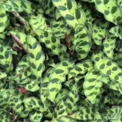 Indoor Garden Green Wall Pack - Indoors