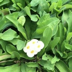 Succulents Euphorbia Milli Butter