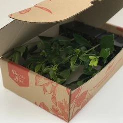 Hedge Gardenia Augusta Magnifica 16 Hedge Gardenia Augusta Magnifica