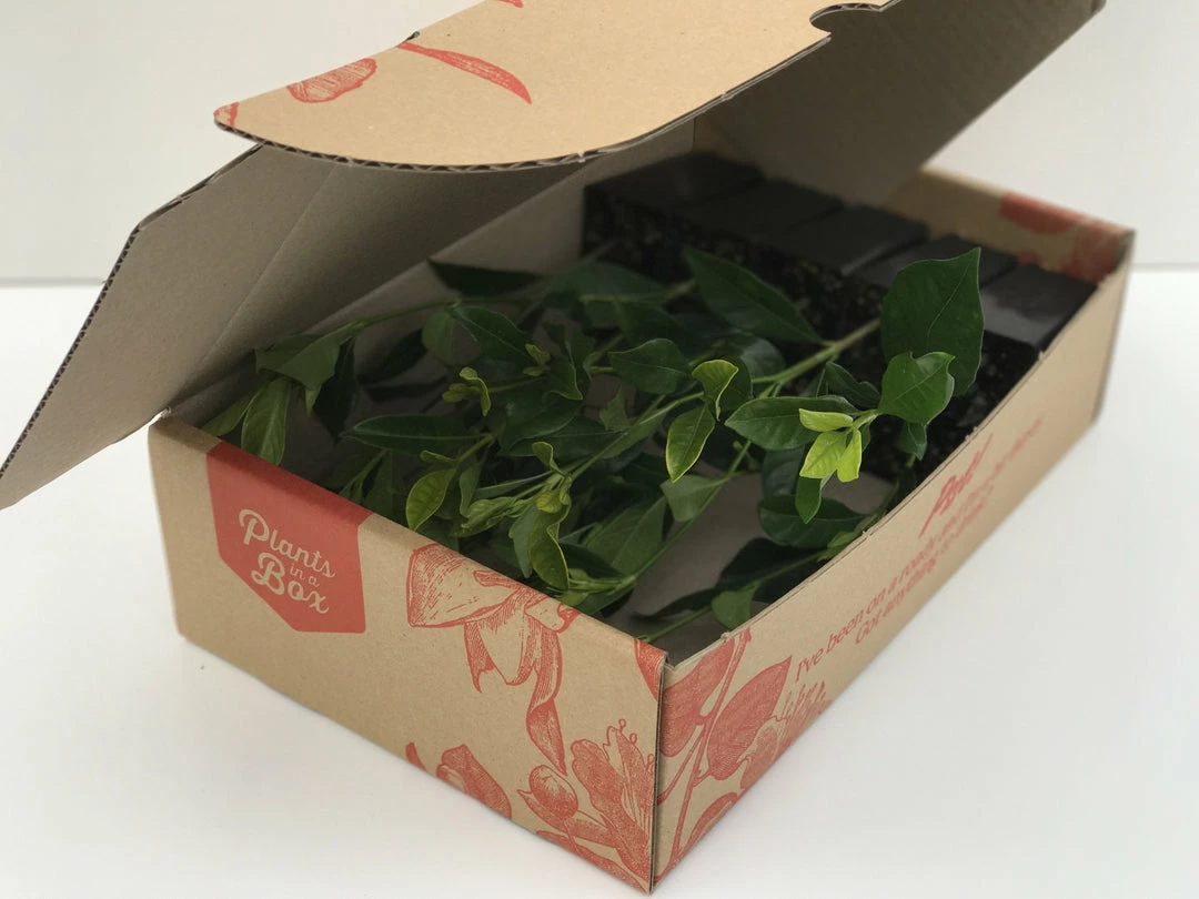 Hedge Gardenia Augusta Magnifica 9 Hedge Gardenia Augusta Magnifica