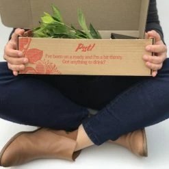 Hedge Gardenia Augusta Magnifica 13 Hedge Gardenia Augusta Magnifica