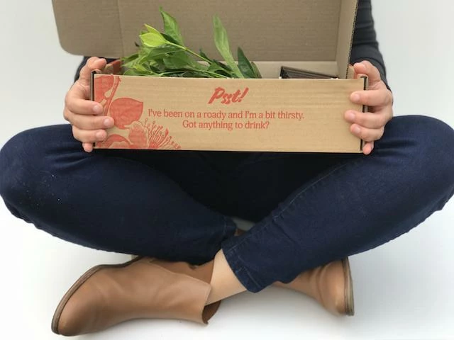 Hedge Gardenia Augusta Magnifica 6 Hedge Gardenia Augusta Magnifica