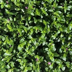 Shrubs Cuphea Mexicana Compacta Purple