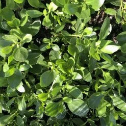 Shrubs Border Plants Myoporum Ellipticum