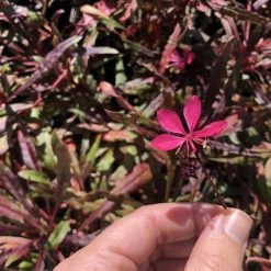 Shrubs Gaura Lindheimeri Dark Pink