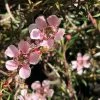 Shrubs Leptospermum Pink Cascade