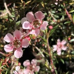 Shrubs Leptospermum Pink Cascade