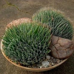 Succulents Pool Friendly Plants Aloe Aristata