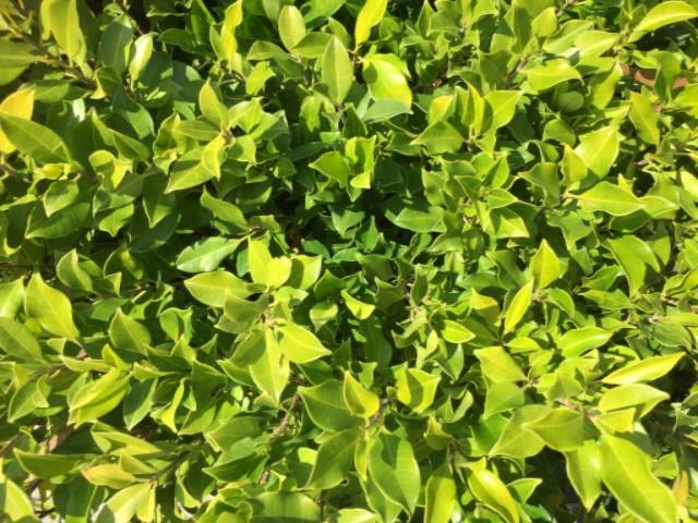Hedge Full Sun Ficus Emerald 4 Hedge Full Sun Ficus Emerald