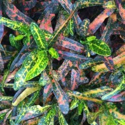 Shrubs Croton Bush On Fire 9 Shrubs Croton Bush On Fire