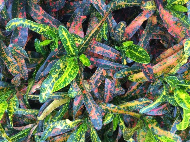 Shrubs Croton Bush On Fire 5 Shrubs Croton Bush On Fire