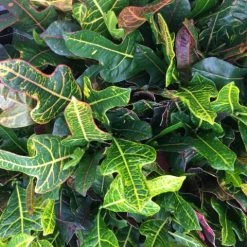 Shrubs Croton Excellent Border Plants