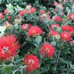Shrubs Metrosideros Spring Fire