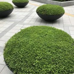 Hedge Buxus Microphylla Japonica Hedging Plants