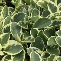 Indoor Garden Peperomia Obtusifolia Albo-marginata