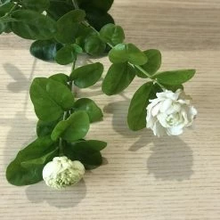 Shrubs Jasminum "Chinese Emperor"