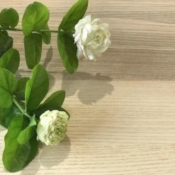 Shrubs Jasminum "Chinese Emperor"