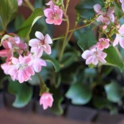 Hedge Rhaphiolepis Springtime Shrubs
