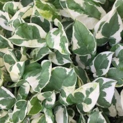 Indoor Garden Pothos 'Devils Ivy' Epipremnum Aureum Pothos Pearls And Jade