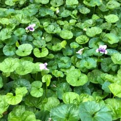 Shrubs Viola Hederacea Native Violet