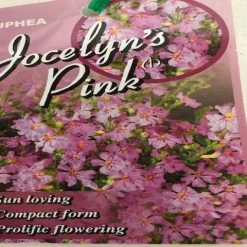 Hedge Cuphea Hyssopifolia Jocelyns Pink