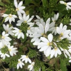 Shrubs Border Plants Scaevola Aemula Bondi White