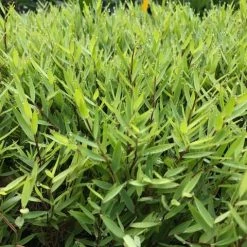 Hedge Shrubs Bambusa Pogonatherum Paniceum