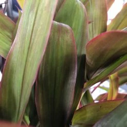 Shrubs Cordyline Mixed Pack