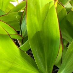 Shrubs Cordyline Mixed Pack