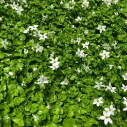 Shrubs Pratia Pedunculata