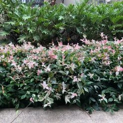 Shrubs Variegated Star Jasmine Full Sun