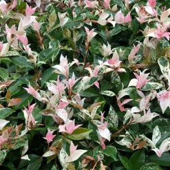 Shrubs Variegated Star Jasmine Full Sun